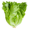 Lettuce
