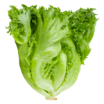 Lettuce